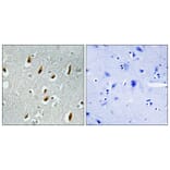 Immunohistochemistry - Anti-APC6 Antibody (C12166) - Antibodies.com