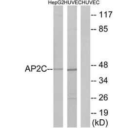 Western Blot - Anti-AP2C Antibody (C11429) - Antibodies.com