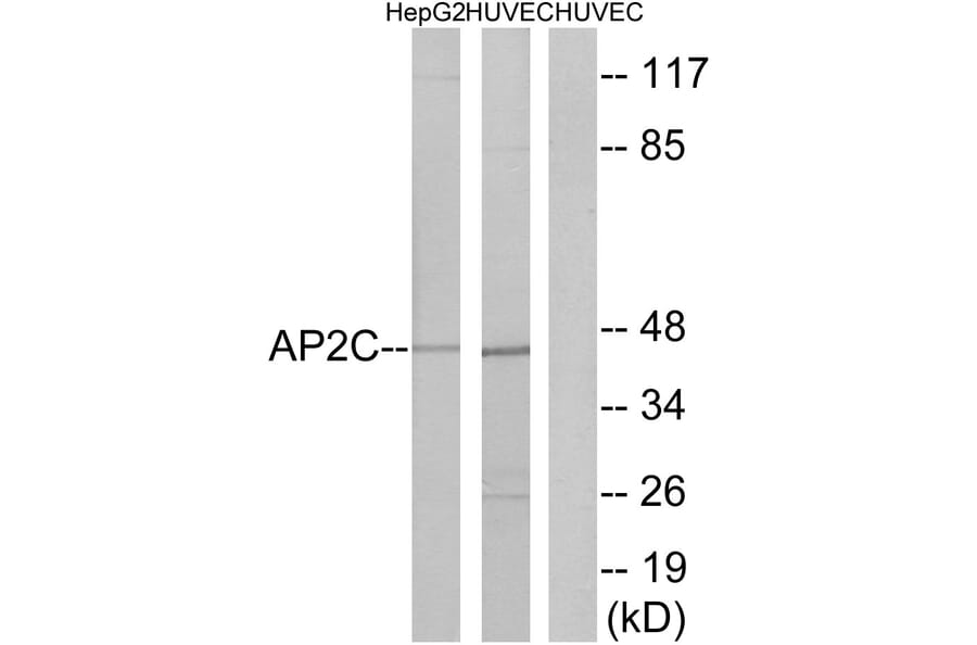 Western Blot - Anti-AP2C Antibody (C11429) - Antibodies.com