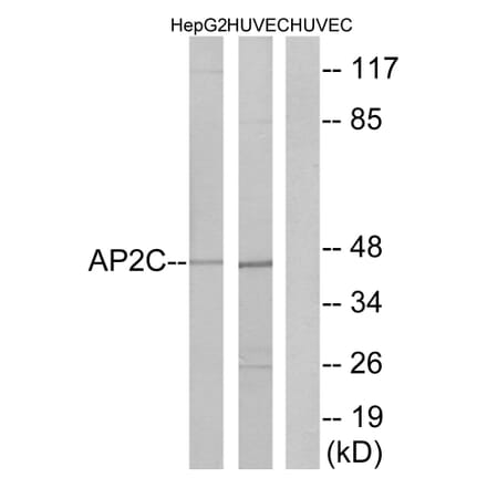 Western Blot - Anti-AP2C Antibody (C11429) - Antibodies.com