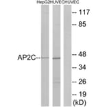Western Blot - Anti-AP2C Antibody (C11429) - Antibodies.com