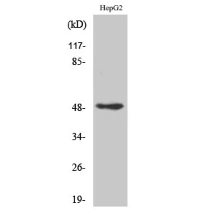 Western Blot - Anti-AP2C Antibody (C11429) - Antibodies.com