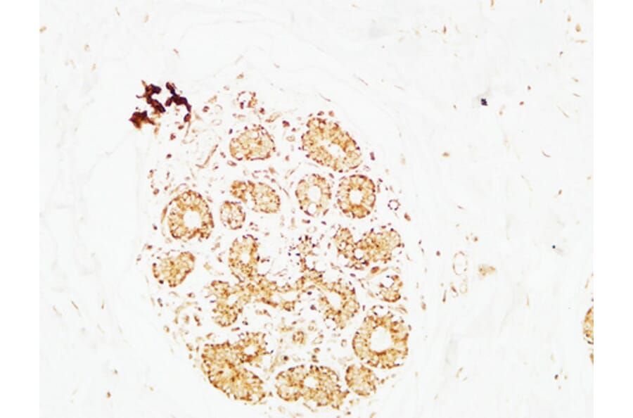 Immunohistochemistry - Anti-AP2C Antibody (C11429) - Antibodies.com