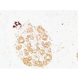 Immunohistochemistry - Anti-AP2C Antibody (C11429) - Antibodies.com