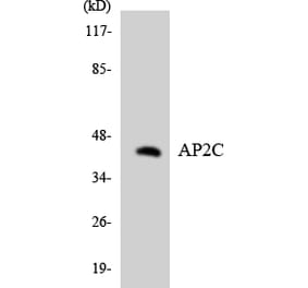 Western Blot - Anti-AP2C Antibody (R12-2490) - Antibodies.com