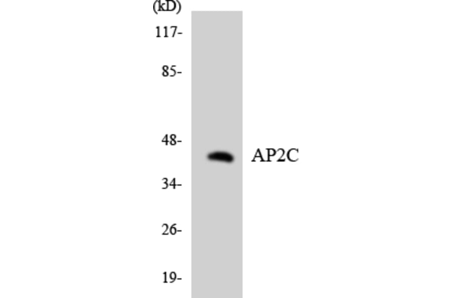 Western Blot - Anti-AP2C Antibody (R12-2490) - Antibodies.com