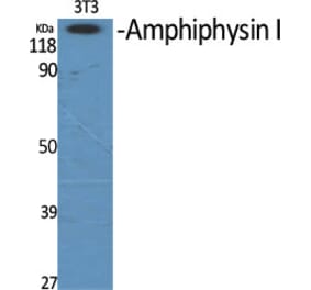 Western Blot - Anti-AMPH Antibody (C14446) - Antibodies.com