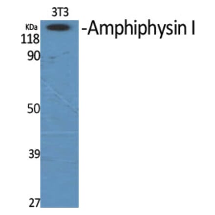 Western Blot - Anti-AMPH Antibody (C14446) - Antibodies.com