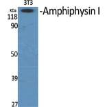 Western Blot - Anti-AMPH Antibody (C14446) - Antibodies.com