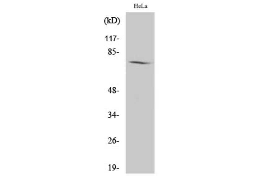 Western Blot - Anti-AMPH Antibody (C14446) - Antibodies.com