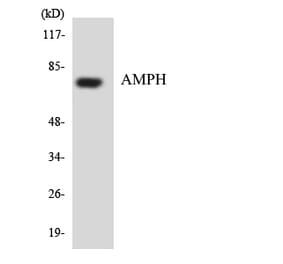 Western Blot - Anti-AMPH Antibody (R12-2483) - Antibodies.com