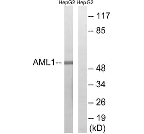 Western Blot - Anti-AML1 Antibody (B8287) - Antibodies.com