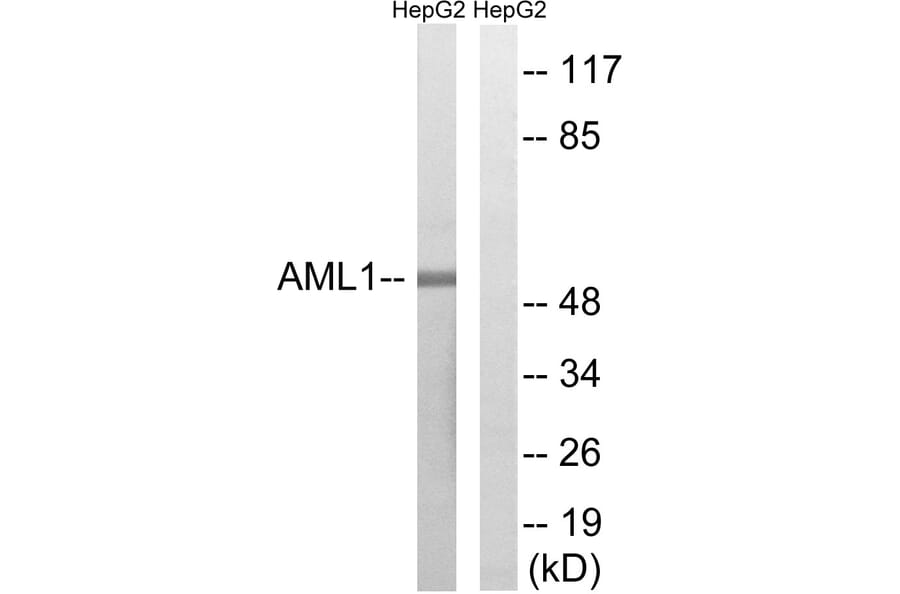 Western Blot - Anti-AML1 Antibody (B8287) - Antibodies.com