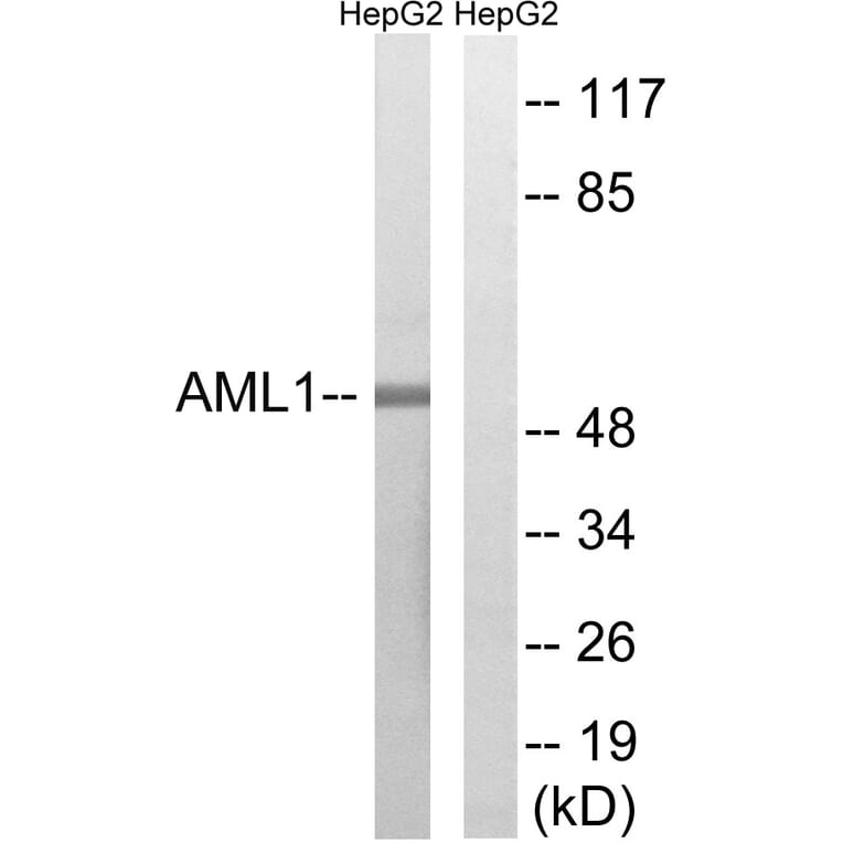 Western Blot - Anti-AML1 Antibody (B8287) - Antibodies.com