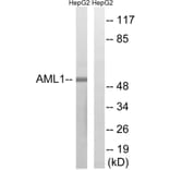 Western Blot - Anti-AML1 Antibody (B8287) - Antibodies.com