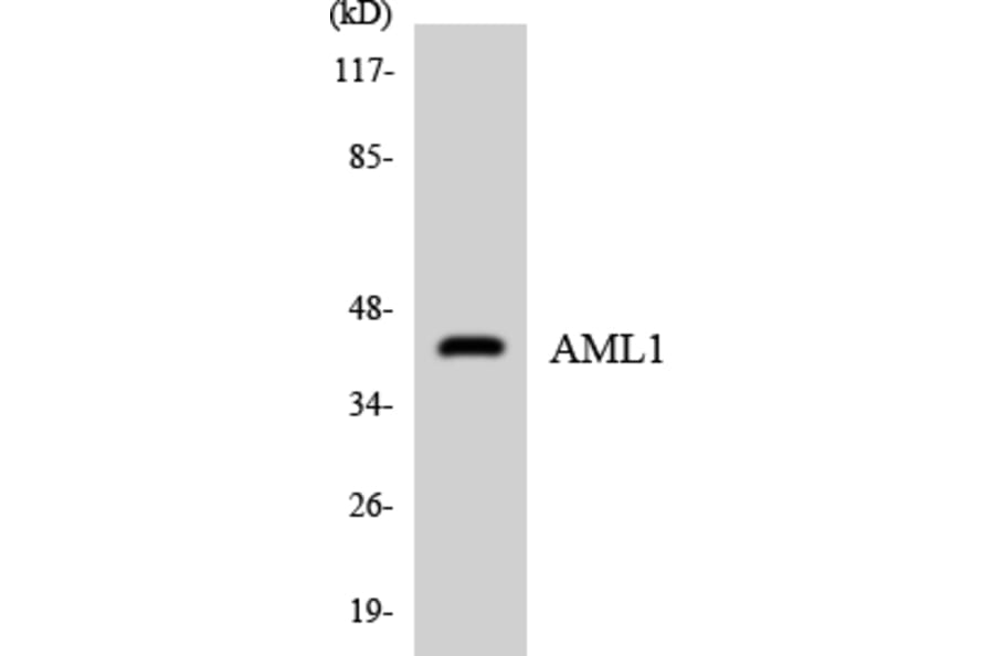 Western Blot - Anti-AML1 Antibody (R12-2481) - Antibodies.com