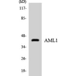 Western Blot - Anti-AML1 Antibody (R12-2481) - Antibodies.com