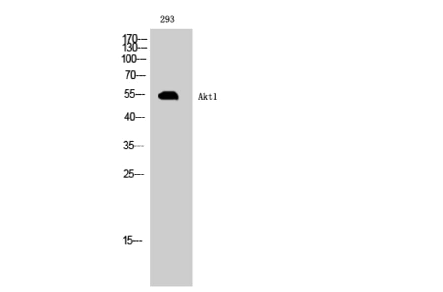 Western Blot - Anti-AKT1 Antibody (B8483) - Antibodies.com