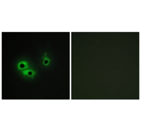 Immunofluorescence - Anti-AGR3 Antibody (C11390) - Antibodies.com