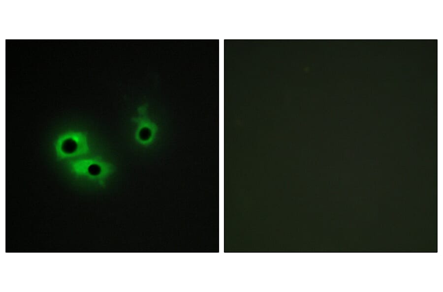 Immunofluorescence - Anti-AGR3 Antibody (C11390) - Antibodies.com