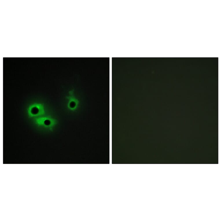 Immunofluorescence - Anti-AGR3 Antibody (C11390) - Antibodies.com