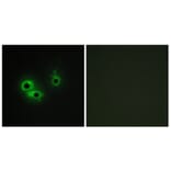Immunofluorescence - Anti-AGR3 Antibody (C11390) - Antibodies.com