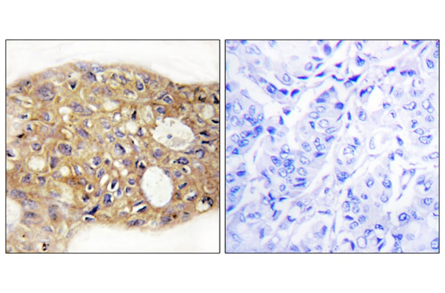 Immunohistochemistry - Anti-AGR3 Antibody (C11390) - Antibodies.com