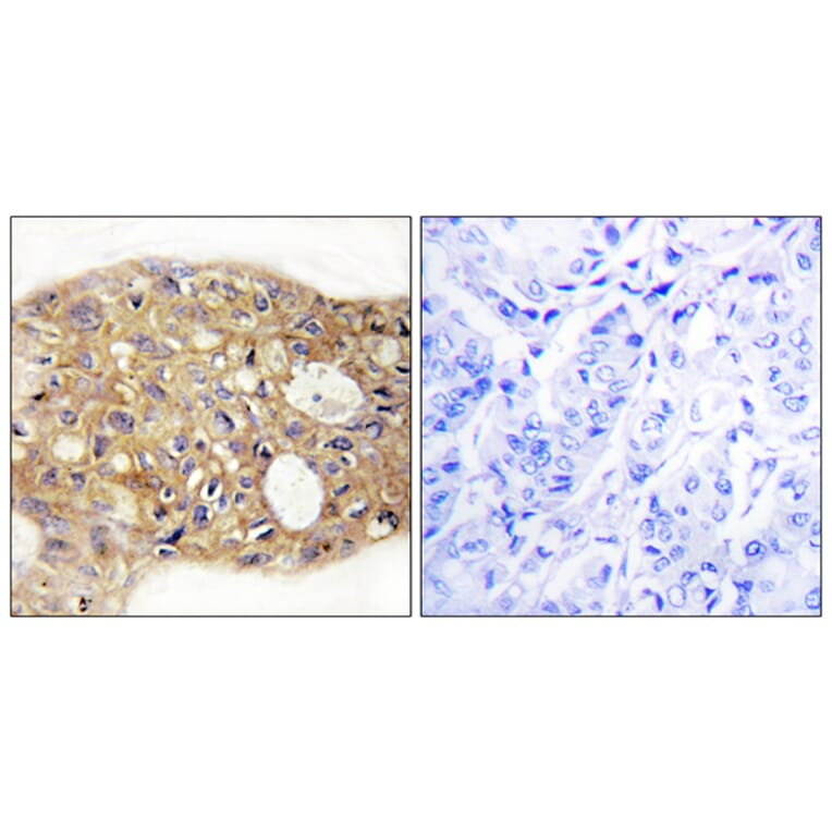 Immunohistochemistry - Anti-AGR3 Antibody (C11390) - Antibodies.com