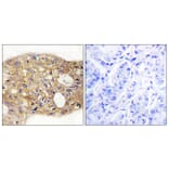 Immunohistochemistry - Anti-AGR3 Antibody (C11390) - Antibodies.com