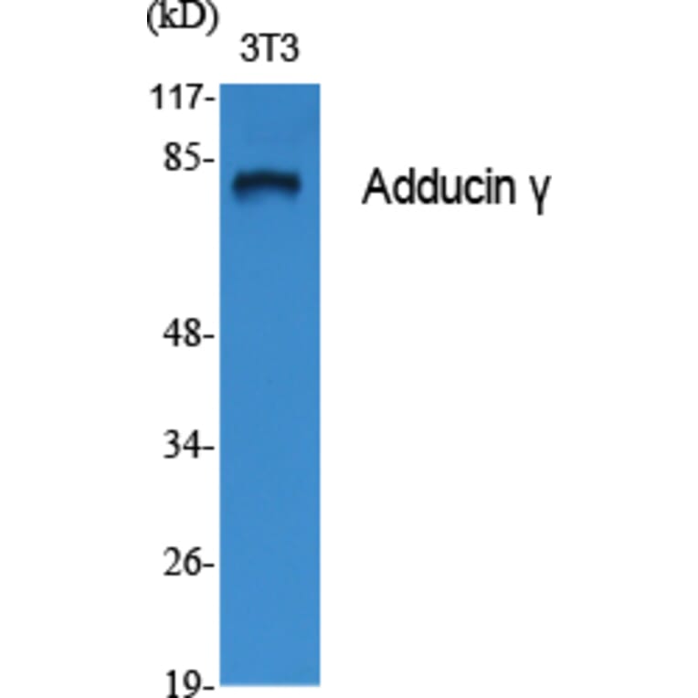 Western Blot - Anti-ADD3 Antibody (C12042) - Antibodies.com