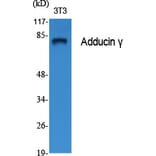 Western Blot - Anti-ADD3 Antibody (C12042) - Antibodies.com
