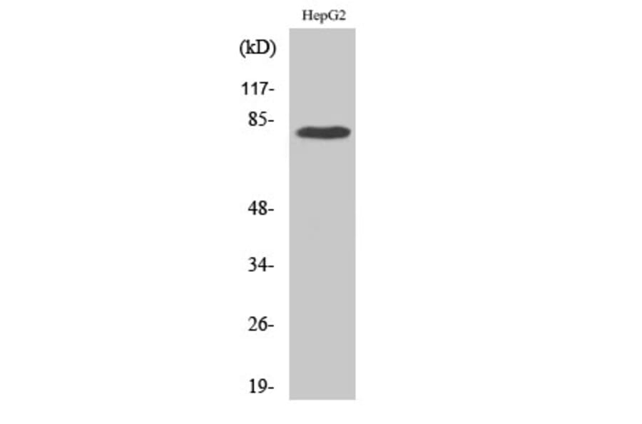Western Blot - Anti-ADD3 Antibody (C12042) - Antibodies.com