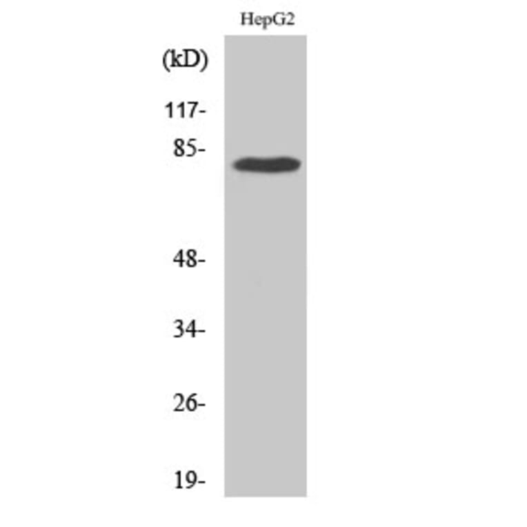 Western Blot - Anti-ADD3 Antibody (C12042) - Antibodies.com