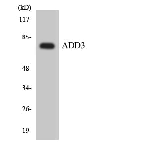 Western blot analysis of the lysates from HT 29 cells using Anti-ADD3 Antibody.
