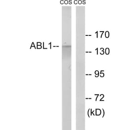Western Blot - Anti-ABL1 Antibody (B8074) - Antibodies.com