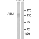Western Blot - Anti-ABL1 Antibody (B8074) - Antibodies.com
