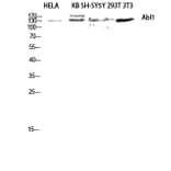 Western Blot - Anti-ABL1 Antibody (B8074) - Antibodies.com