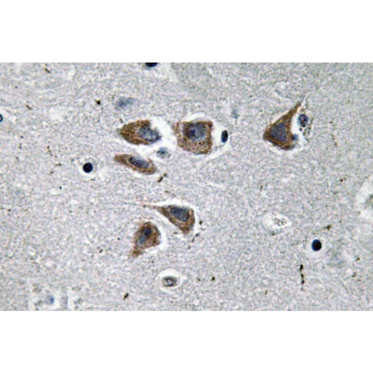 Immunohistochemistry - Anti-NPY Antibody (R12-2273) - Antibodies.com