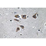 Immunohistochemistry - Anti-NPY Antibody (R12-2273) - Antibodies.com
