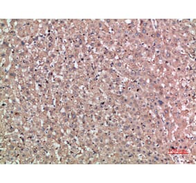 Immunohistochemistry - Anti-NOG Antibody (C30887) - Antibodies.com