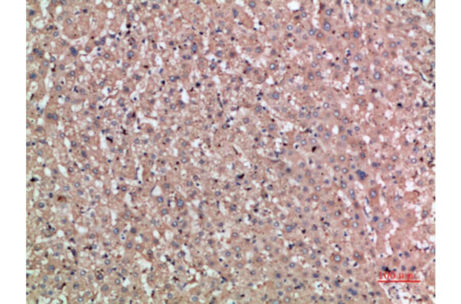 Immunohistochemistry - Anti-NOG Antibody (C30887) - Antibodies.com