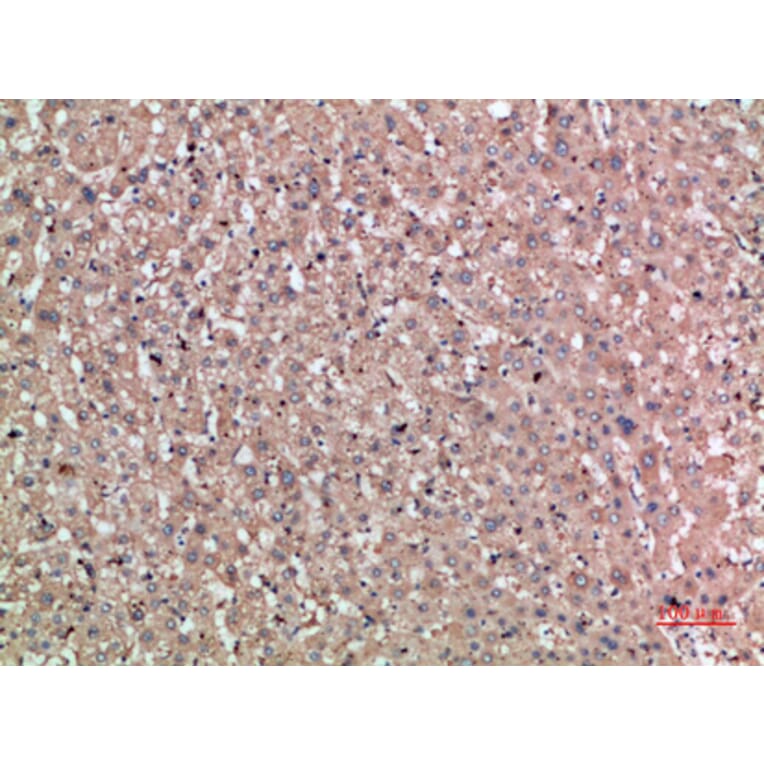 Immunohistochemistry - Anti-NOG Antibody (C30887) - Antibodies.com