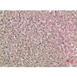 Immunohistochemistry - Anti-NOG Antibody (C30887) - Antibodies.com