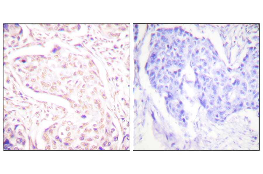 Immunohistochemistry - Anti-Fos Antibody (B0429) - Antibodies.com