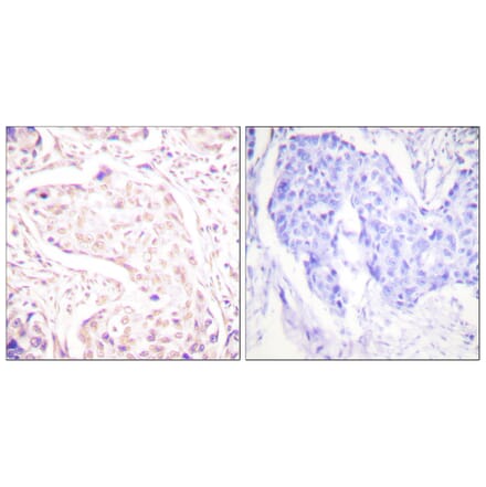 Immunohistochemistry - Anti-Fos Antibody (B0429) - Antibodies.com