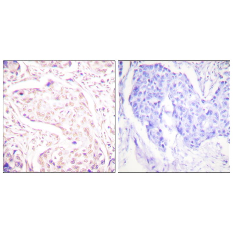 Immunohistochemistry - Anti-Fos Antibody (B0429) - Antibodies.com