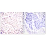 Immunohistochemistry - Anti-Fos Antibody (B0429) - Antibodies.com