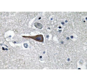 Immunohistochemistry - Anti-CCK Antibody (R12-2063) - Antibodies.com