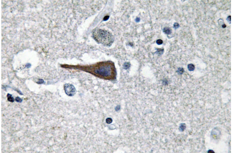 Immunohistochemistry - Anti-CCK Antibody (R12-2063) - Antibodies.com
