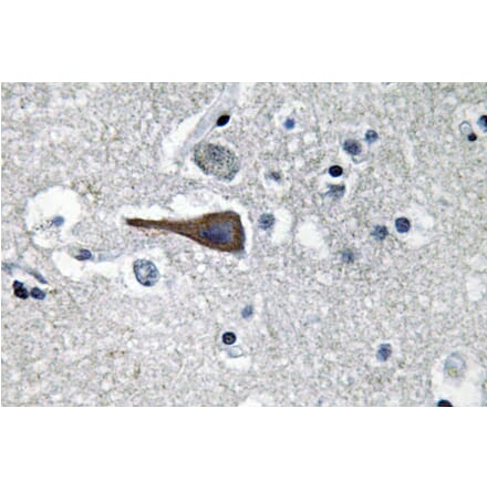 Immunohistochemistry - Anti-CCK Antibody (R12-2063) - Antibodies.com